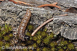 Gestreifter Graszünsler Raupe (Agriphila tristella) (F292905) Gestreifter Graszünsler Raupe (Agriphila tristella) (F292905)