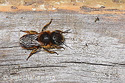 Photo: Osmia aurulenta