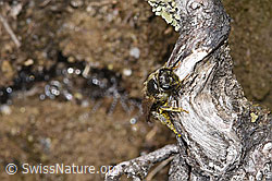 Lasioglossum fulvicorne (F293005) Lasioglossum fulvicorne (F293005)