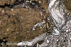 Lasioglossum fulvicorne (28.04.2025, F293007) Lasioglossum fulvicorne (28.04.2025, F293007)