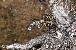 Lasioglossum fulvicorne (F293009) Lasioglossum fulvicorne (F293009)