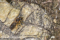 Halictus rubicundus (F293017)