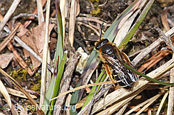 Halictus rubicundus (F293021)