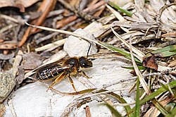 Halictus rubicundus (F293033)