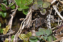 Rhyparochromus pini (F293035)