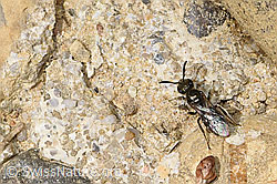 Lasioglossum morio (28.04.2025, F293036) Lasioglossum morio (28.04.2025, F293036)