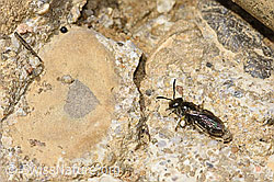 Lasioglossum morio (F293039)