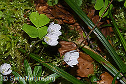 Wald-Sauerklee (Oxalis acetosella) (28.04.2025, F293059)