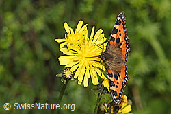 Kleiner Fuchs (Aglais urticae) auf Wiesen-Pippau (Crepis biennis) (F296194)