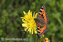 Kleiner Fuchs (Aglais urticae) auf Wiesen-Pippau (Crepis biennis) (F296195)