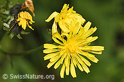 Wiesen-Pippau (Crepis biennis) (F296197)