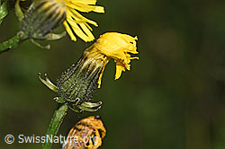 Wiesen-Pippau (Crepis biennis) (F296198)