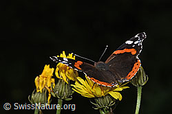 Admiral (Vanessa atalanta) auf Gebräuchlichem Baldrian (Valeriana officinalis)
