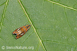 Olethreutes arcuella (F296329)