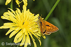 Rostfarbiger Dickkopffalter (Ochlodes sylvanus) auf Wiesen-Pippau (Crepis biennis) (F296335) Rostfarbiger Dickkopffalter (Ochlodes sylvanus) auf Wiesen-Pippau (Crepis biennis) (F296335)