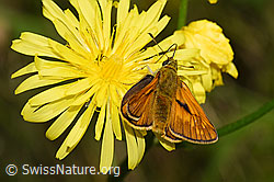Wiesen-Pippau (Crepis biennis)
