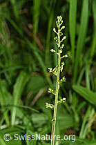 Listera ovata (F296392)