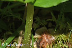 Listera ovata (F296395)
