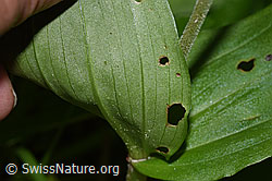 Listera ovata (F296396)