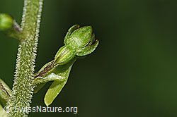 Listera ovata (F296398)