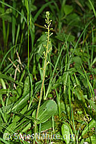 Listera ovata (F296400)