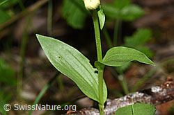 Photo: Cephalanthera damasonium