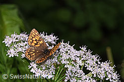 Foto: Schlüsselblumen-Würfelfalter (Hamearis lucina) auf Gebirgs-Kälberkropf (Chaerophyllum hirsutum)