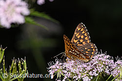 Foto: Schlüsselblumen-Würfelfalter (Hamearis lucina) auf Gebirgs-Kälberkropf (Chaerophyllum hirsutum)