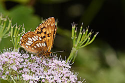 Foto: Schlüsselblumen-Würfelfalter (Hamearis lucina) auf Gebirgs-Kälberkropf (Chaerophyllum hirsutum)