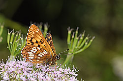 Foto: Schlüsselblumen-Würfelfalter (Hamearis lucina) auf Gebirgs-Kälberkropf (Chaerophyllum hirsutum)
