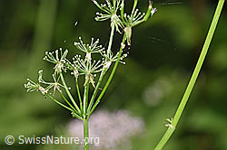 Foto: Gebirgs-Kälberkropf (Chaerophyllum hirsutum)