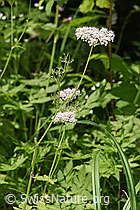 Foto: Gebirgs-Kälberkropf (Chaerophyllum hirsutum)