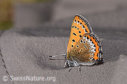 Lycaena helle (F296908)