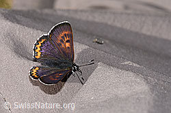 Lycaena helle (F296912)