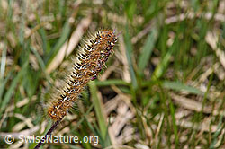 Eichenspinner Raupe (Lasiocampa quercus) (F296926)