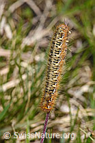 Eichenspinner Raupe (Lasiocampa quercus) (F296929)