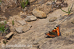 Aglais urticae (F296952)