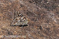 Distelfalter (Vanessa cardui) (11.06.2025, F297115)