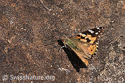 Distelfalter (Vanessa cardui) (11.06.2025, F297117)