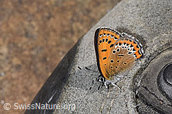 Blauschillernder Feuerfalter (Lycaena helle) (11.06.2025, F297222)
