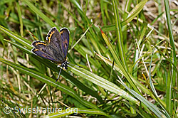 Blauschillernder Feuerfalter (Lycaena helle) (11.06.2025, F297243)