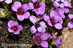 Saxifraga oppositifolia (18.06.2025, F298317)