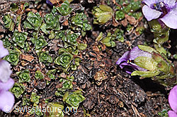 Saxifraga oppositifolia (F298318) Saxifraga oppositifolia (F298318)