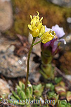 Draba hoppeana (18.06.2025, F298319)