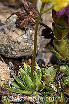 Draba hoppeana (F298320) Draba hoppeana (F298320)