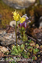 Draba hoppeana (18.06.2025, F298321)