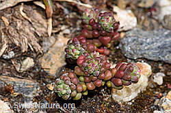 Sedum atratum (F298323) Sedum atratum (F298323)