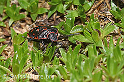 Eurydema rotundicollis (F298333) Eurydema rotundicollis (F298333)