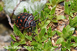 Eurydema rotundicollis (F298336) Eurydema rotundicollis (F298336)