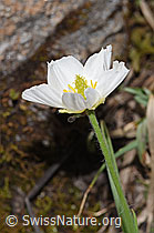 Ranunculus kuepferi (18.06.2025, F298337)